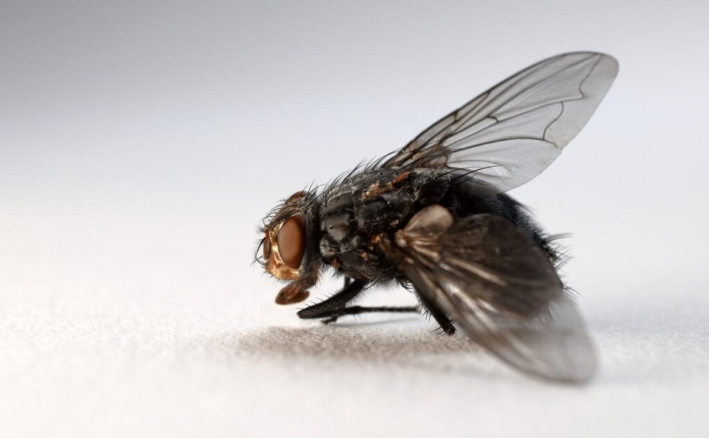 Comment chasser les mouches de la maison ?